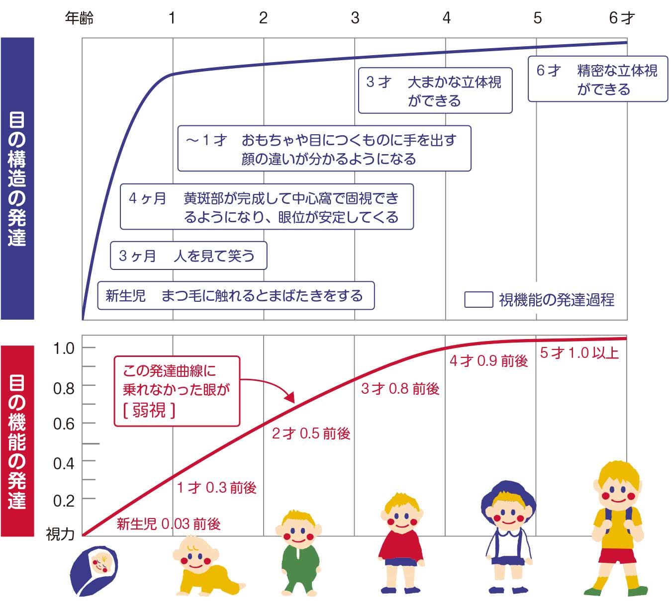 視機能の発達について(こども)
