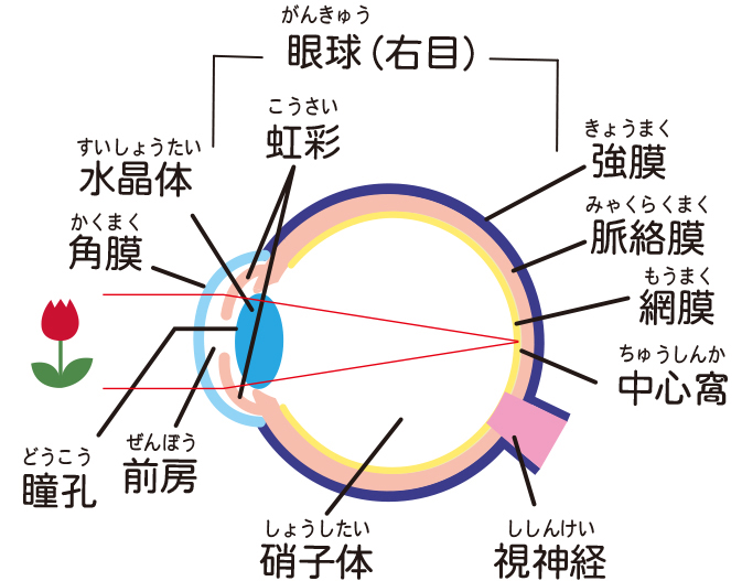 ものが見える仕組み